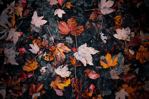 Autumn Maple Leaves 4K Wallpaper · autumn · 3840×2560