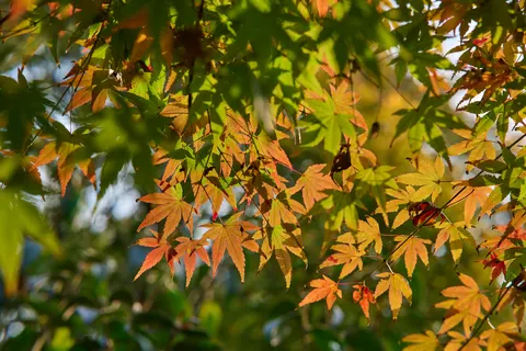 Autumn Maple Leaves 4K Wallpaper · autumn · 3840×2560