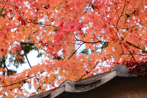 Autumn Maple Leaves 4K Wallpaper · autumn · 3840×2560