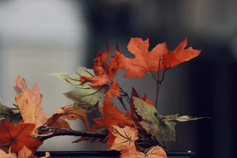 Autumn Maple Leaves 4K Wallpaper · autumn · 3840×2560