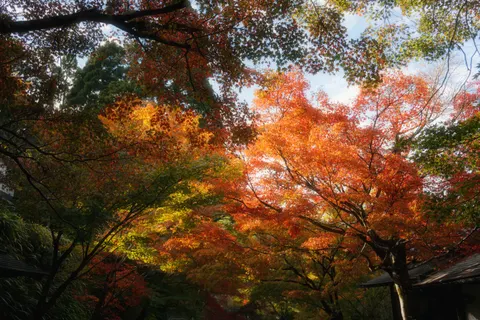 Autumn Maple Leaves 4K Wallpaper · autumn · 3840×2560