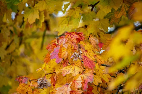 Autumn Maple Leaves 4K Wallpaper · autumn · 3840×2563