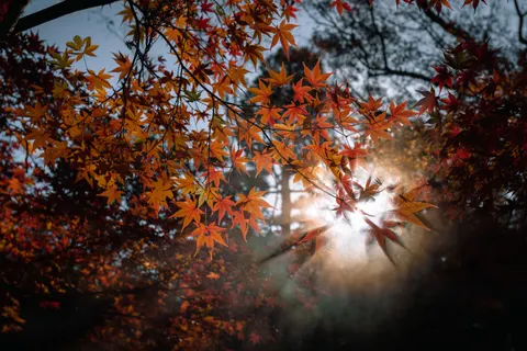 Autumn Maple Leaves 4K Wallpaper · autumn · 3840×2560