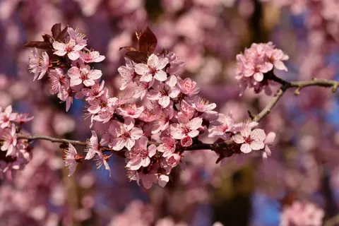 خلفية أزهار الكرز بدقة 4K · nature · 3840×2560