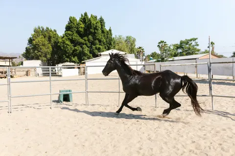 Horse 4K Wallpaper · animals · 3840×2560