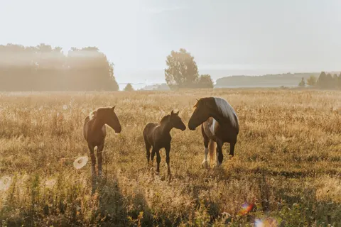 Horse 4K Wallpaper · animals · 3840×2560