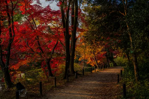 Autumn Park 4K Wallpaper · autumn · 3840×2560