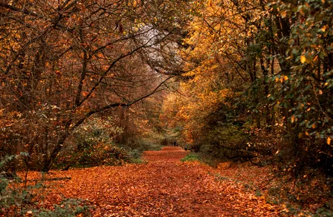 Autumn Park 4K Wallpaper · autumn · 3840×2507