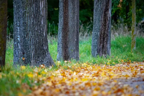 Autumn Park 4K Wallpaper · autumn · 3840×2563