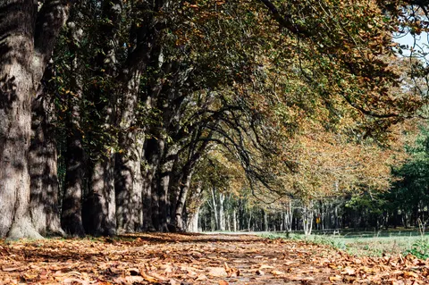 Autumn Park 4K Wallpaper · autumn · 3840×2555