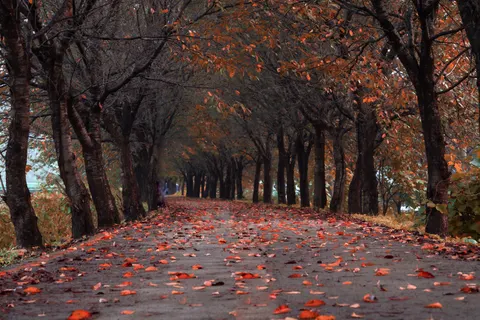 Autumn Park 4K Wallpaper · autumn · 3840×2561