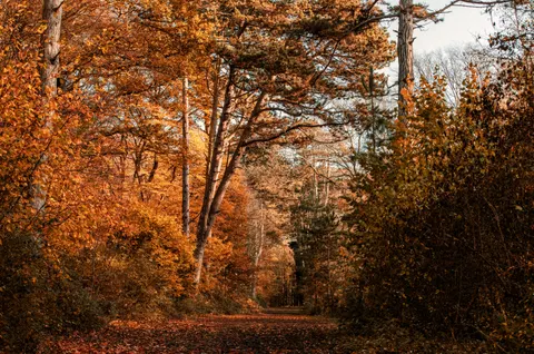 Autumn Park 4K Wallpaper · autumn · 3840×2548