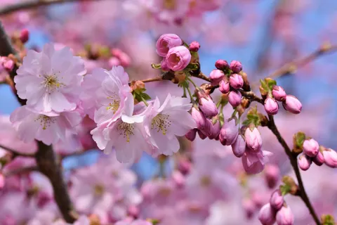 Fond d'écran Fleur de cerisier 4K · nature · 3840×2560