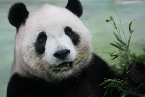 Sfondo Panda 4K · animals · 3840×2560
