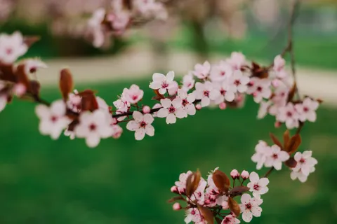 خلفية أزهار الكرز بدقة 4K · nature · 3840×2560