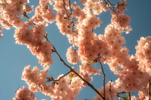 Papel de parede Flor de cerejeira 4K · nature · 3840×2560