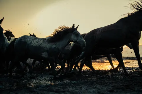 骏马 4K壁纸 · animals · 3840×2560
