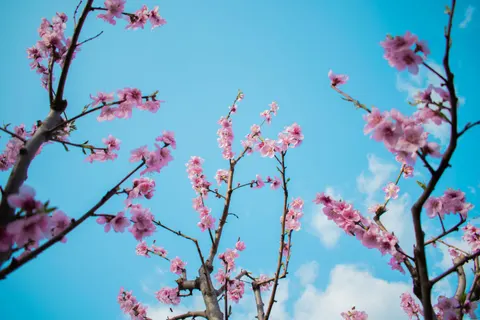 櫻花 4K桌布 · nature · 3840×2560