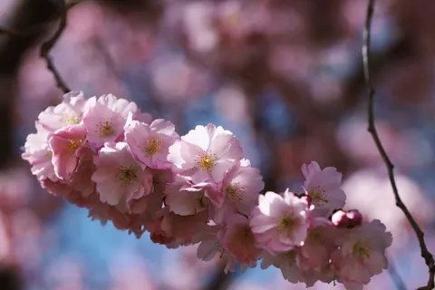 خلفية أزهار الكرز بدقة 4K · nature · 3840×2560