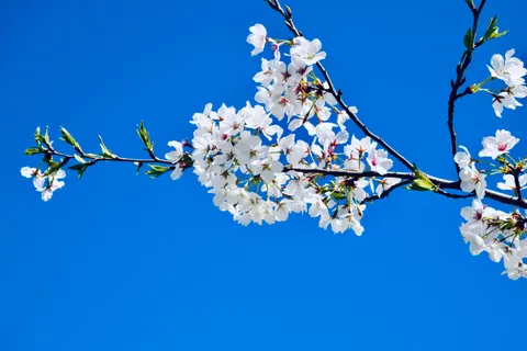 Обои Сакура 4K · nature · 3840×2560