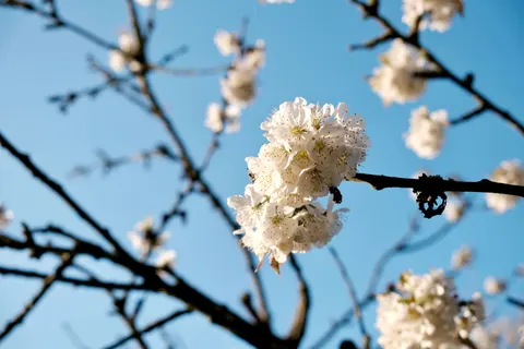 벚꽃 4K 배경화면 · nature · 3840×2560