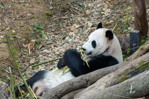 Sfondo Panda 4K · animals · 3840×2563