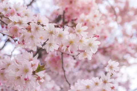 Papel de parede Flor de cerejeira 4K · nature · 3840×2560