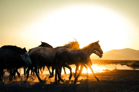 Horse 4K Wallpaper · animals · 3840×2560
