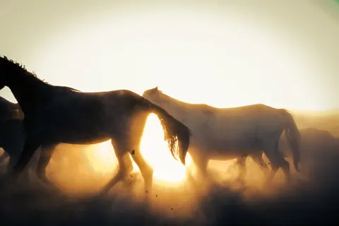 말 4K 배경화면 · animals · 3840×2560