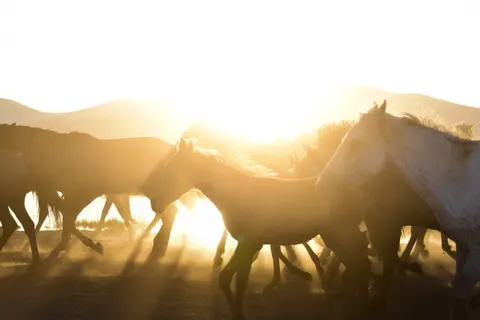 Fond d'écran Cheval 4K · animals · 3840×2560