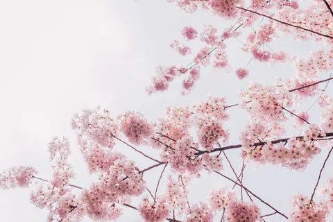 桜 4K壁紙 · nature · 3840×2560