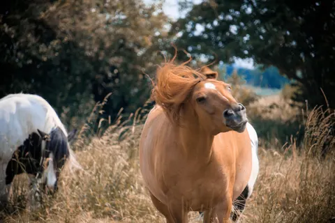 Horse 4K Wallpaper · animals · 3840×2560