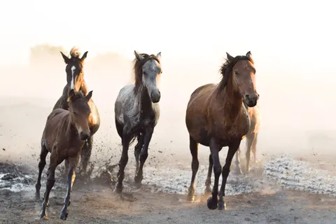 Обои Лошадь 4K · animals · 3840×2560
