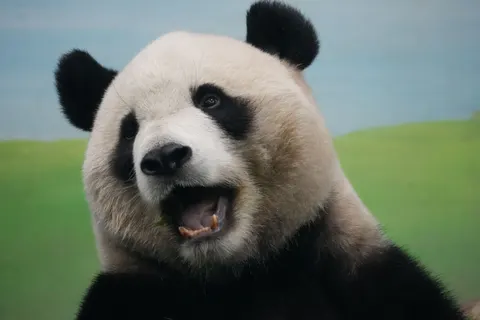 पांडा 4K वॉलपेपर · animals · 3840×2560