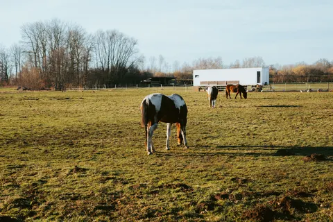 Pferd 4K Hintergrundbild · animals · 3840×2563