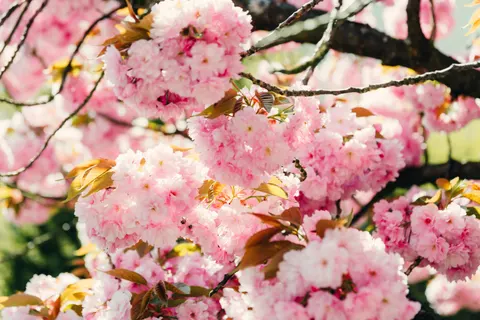 Fond d'écran Fleurs de cerisier 4K · nature · 3840×2563
