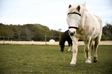 Horse 4K Wallpaper · animals · 3840×2555