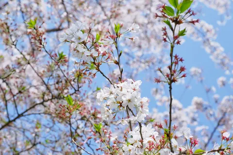 Papel de parede Flor de cerejeira 4K · nature · 3840×2560