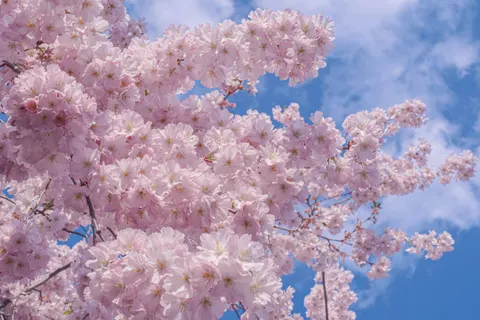 Cherry Blossom 4K Wallpaper · nature · 3840×2560