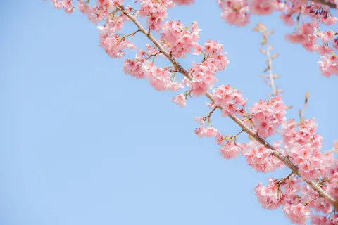 벚꽃 4K 배경화면 · nature · 3840×2563