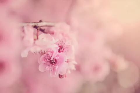 Kirschblüte 4K Hintergrundbild · nature · 3840×2563