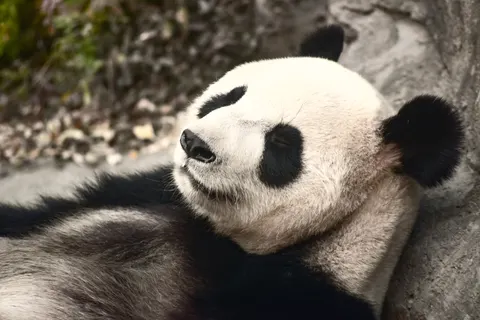 Panda 4K Wallpaper · animals · 3840×2563