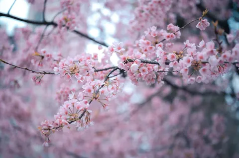 Fond d'écran Fleur de cerisier 4K · nature · 3840×2555