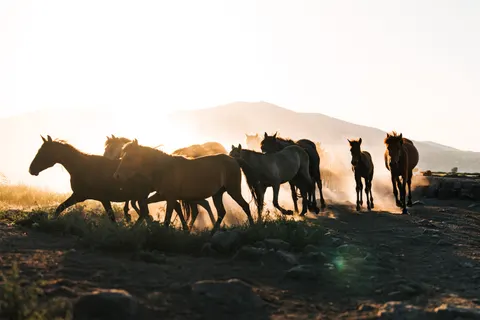 骏马 4K壁纸 · animals · 3840×2560