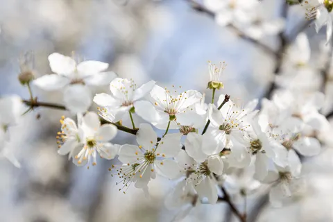 Cherry Blossom 4K Wallpaper · nature · 3840×2560