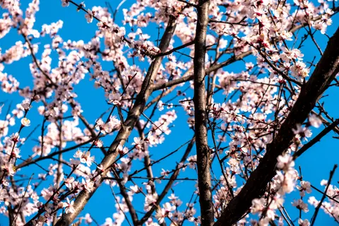 Papel de parede Flor de cerejeira 4K · nature · 3840×2560