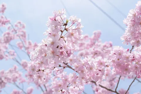 樱花 4K壁纸 · nature · 3840×2560