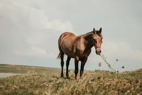 Horse 4K Wallpaper · animals · 3840×2560