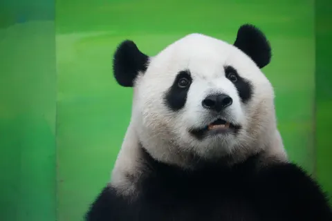 熊貓 4K桌布 · animals · 3840×2560