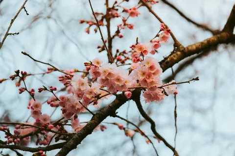 Kirschblüte 4K Hintergrundbild · nature · 3840×2563